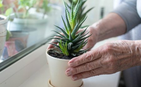 Common household plant could hold key to fighting Alzheimer's disease