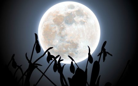 February's full Snow Moon glows behind snowdrops in ethereal winter photo