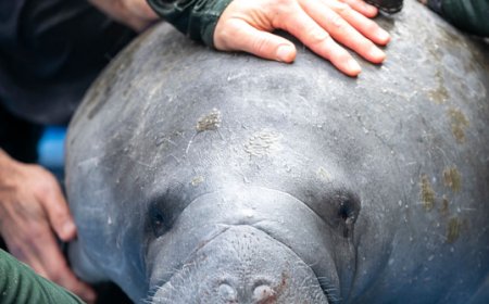 WATCH: Floridians Dig Up Street to Rescue 400 Pound Manatee Trapped in Storm Drain