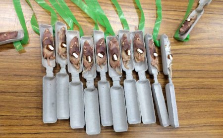 Alert in the forests: the unusual US plan to release 2,000 mice with paracetamol to curb a deadly plague