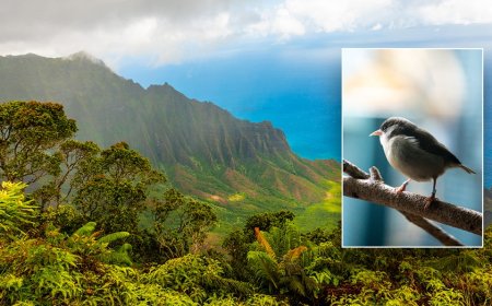 Popular honeymoon destination faces avian malaria threat, spread by mosquitoes