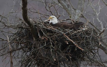 He created a lake to raise fish and installed cameras to monitor them, but ended up attracting eagles, deer, and owls to one of the continent’s most unexpected wildlife sanctuaries