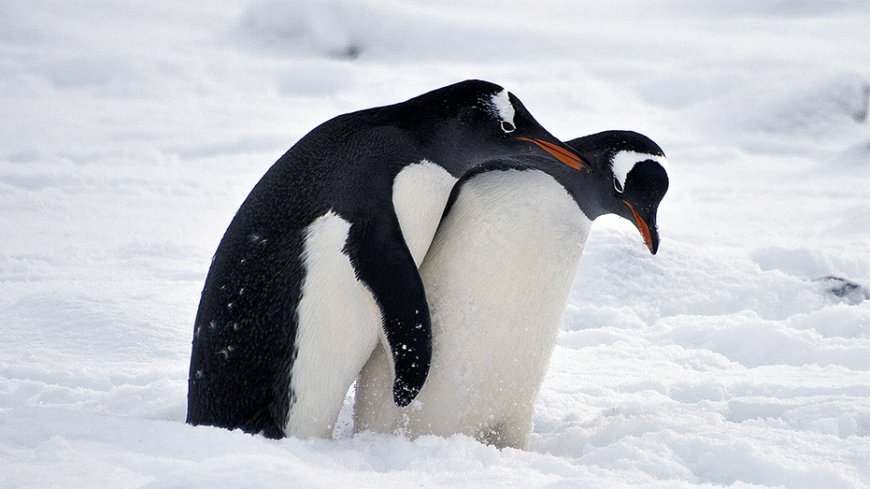 Florida school board votes to keep 'graphic' animal sex book on library shelves after backlash