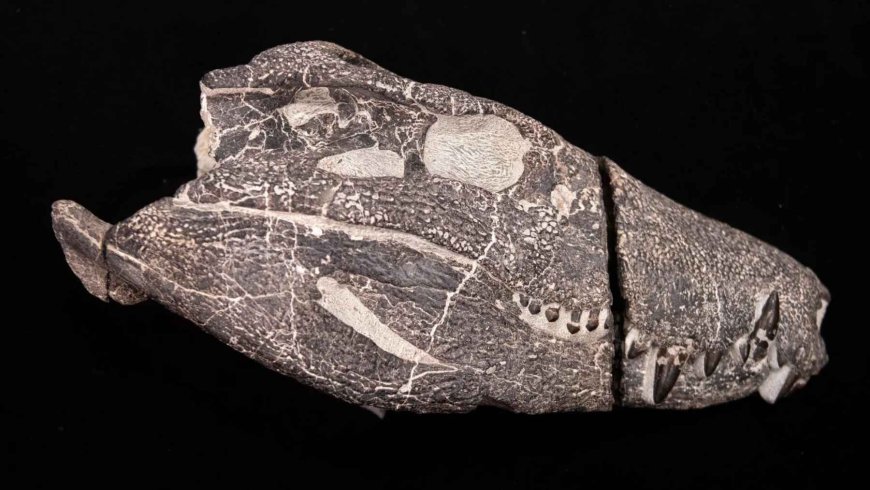 A team was excavating in Patagonia when they saw dark fragments inside a closed rock, and now they are talking about a predator that no one had put on the map