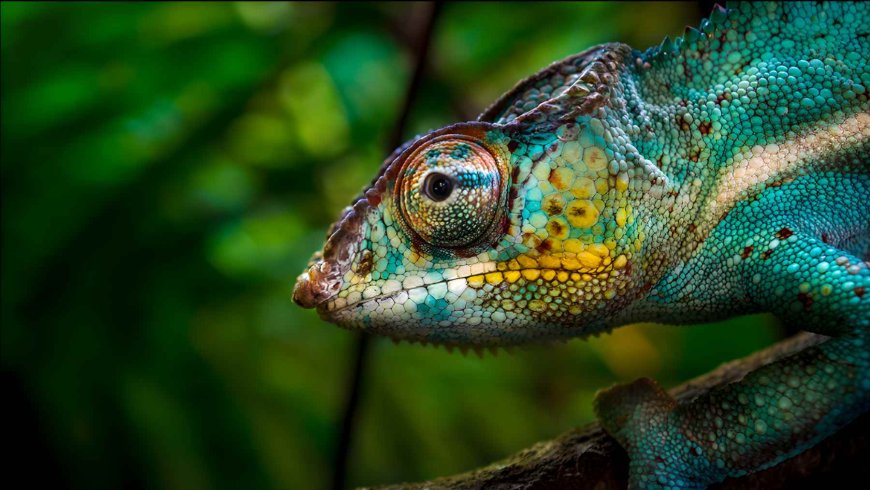 For 2,000 years, no one could fully explain why chameleons’ eyes seem to live separately, and the answer was coiled inside the skull in the form of an old telephone cable