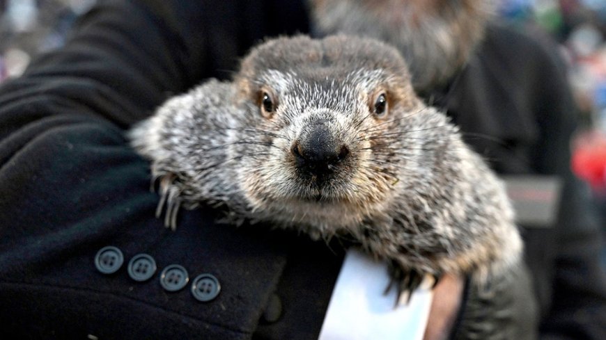 Groundhog Day: Punxsutawney Phil makes 140th weather prediction
