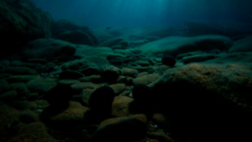 No human has ever seen these “uninhabitable” places on Earth – dark, deep, and high pressure, but scientists found something there