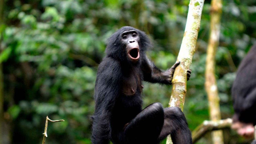 Language is not only human: Bonobos surprise us by combining sounds into meaningful phrases