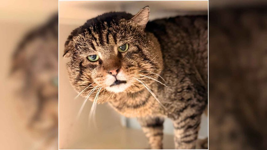 He arrived at the shelter looking like a villain, with cheeks like a movie mob boss, but he turned out to be the most affectionate cat they had ever met