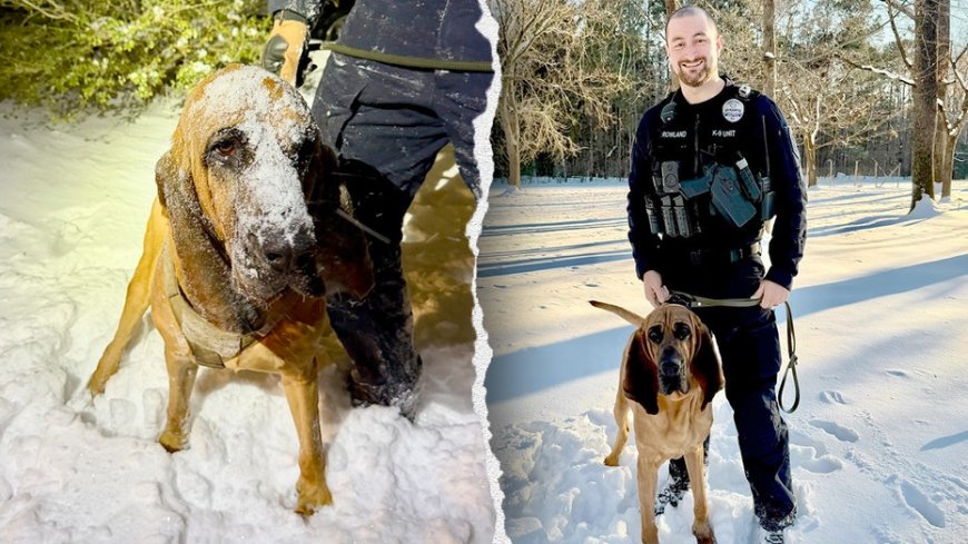 K-9 hailed a hero for tracking missing boy during snowstorm in North Carolina