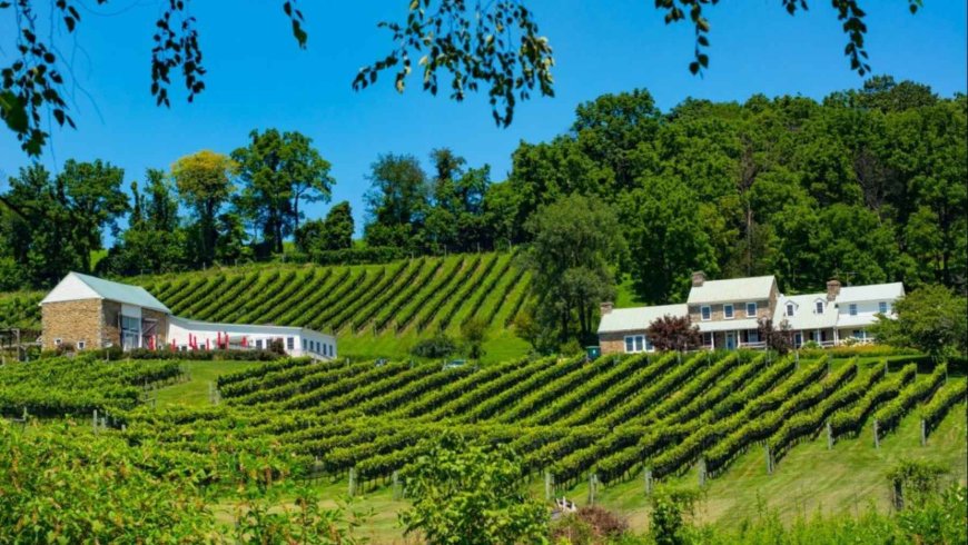 A recently-passed law in Virginia could bankrupt small artisanal wineries that have been growing grapes and making unique wines in mountainous terrain for decades