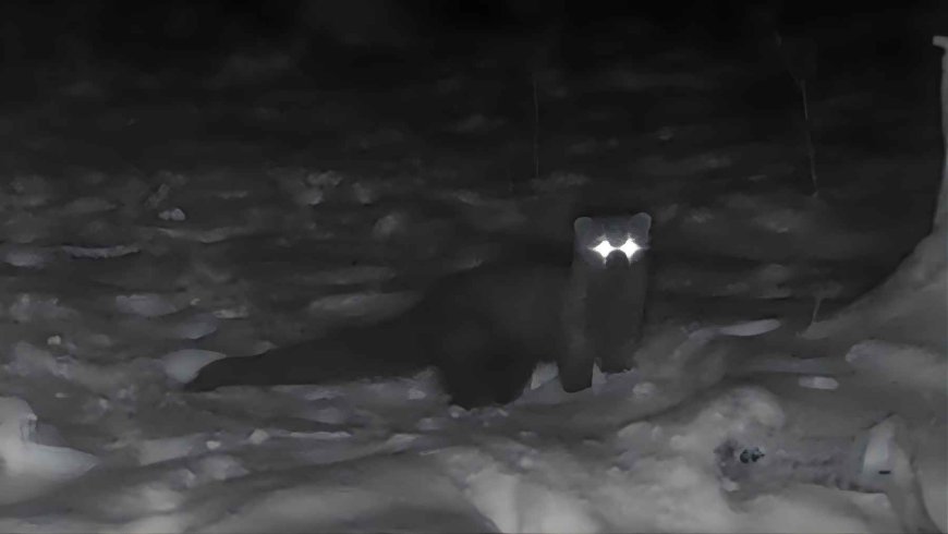 A small, elusive animal that disappeared in 1800 was captured by surprise in Ohio, and no one had seen it in over 100 years, but a simple camera in the woods has just changed everything