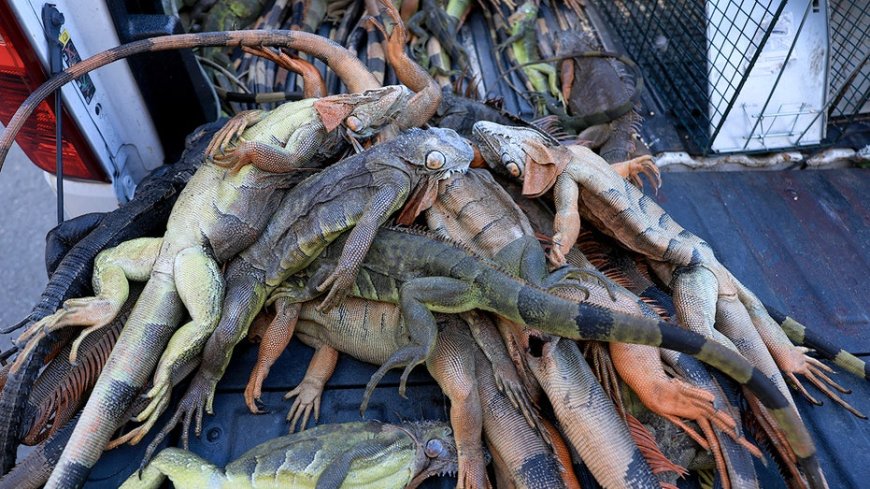 Over 5,000 cold-stunned iguanas removed in two days during state's record freeze