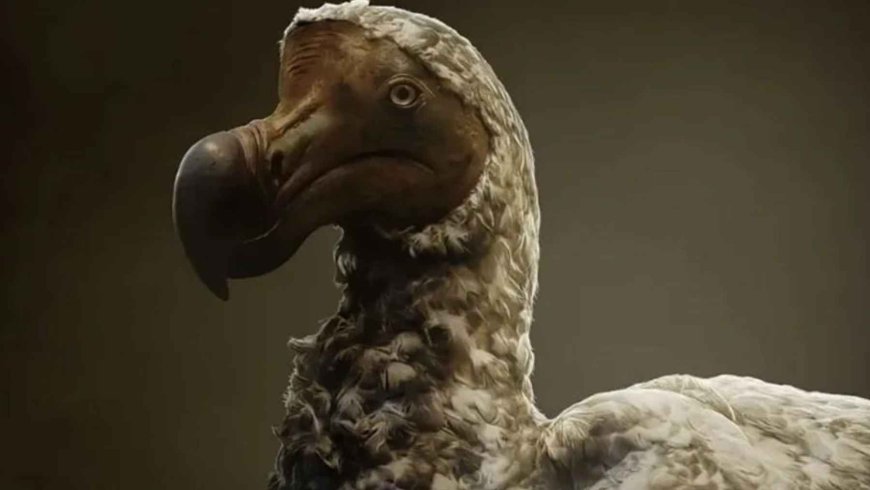 Extinct for more than 300 years, the dodo could walk the Earth again: science is seriously attempting to do so with an unusual biotechnological experiment that promises to resurrect a species extinct since 1681… but with an unexpected twist