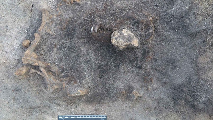 The intact skeleton of a 5,000-year-old dog buried with a bone dagger is found in an ancient Swedish lake… and changes everything we thought we knew about the relationship between humans and dogs in ancient times