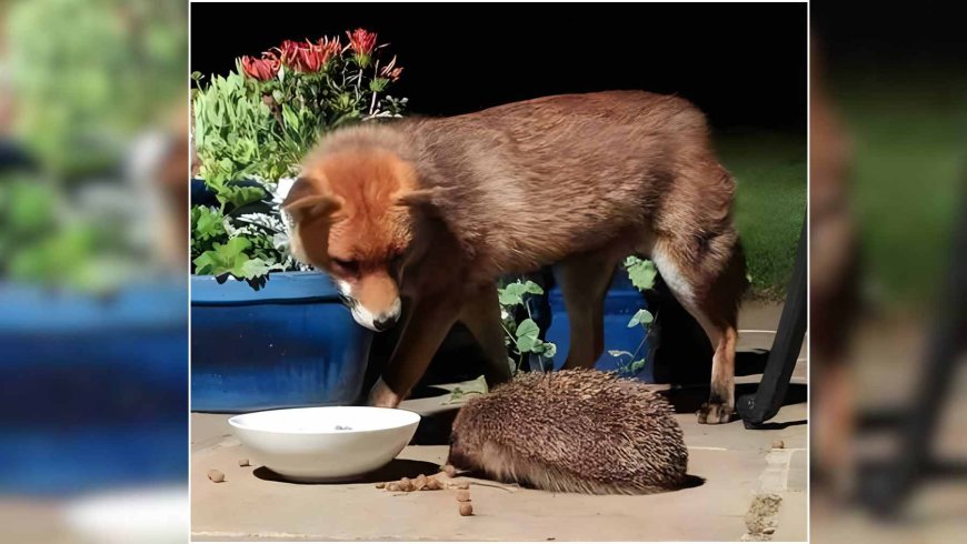 A neighbor installs cameras in his garden in Dietlikon and films a red fox and a hedgehog sharing the same bowl of cat food in a garden while fireworks explode