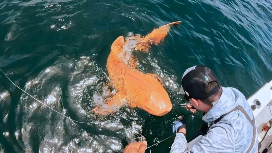 A nearly neon-orange nurse shark was accidentally caught off the coast of Costa Rica, and scientists believe it may be the first documented case involving a “double” pigment change