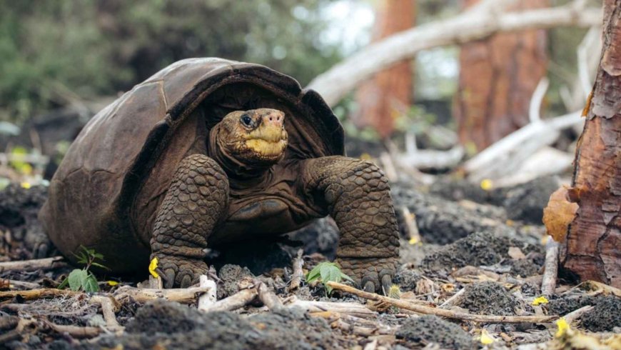 A giant tortoise, extinct for over a century, has reappeared alive after several failed expeditions, reviving a historic plan to save the species, a symbol of evolution