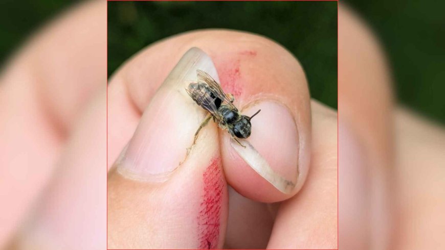 A biologist gets her fingers stained with berry juice… and accidentally discovers a species of bee that was believed to have been extinct in the region since 1904