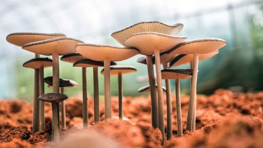 A Chinese invention is revolutionizing the food industry: genetically modified mushrooms that taste like meat and use 70% less land than traditional livestock farming