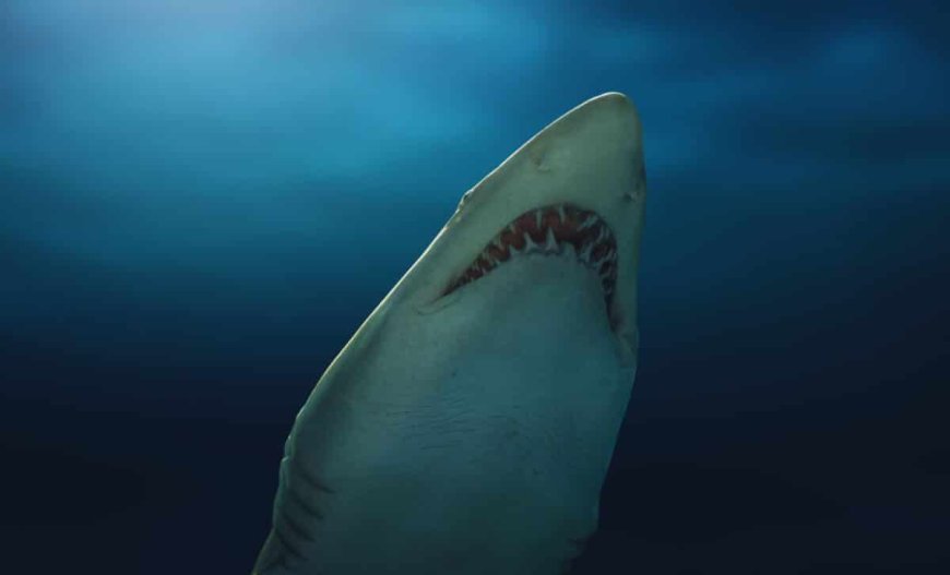 Great White Shark Spotted in Spain for the First Time in Over 100 Years