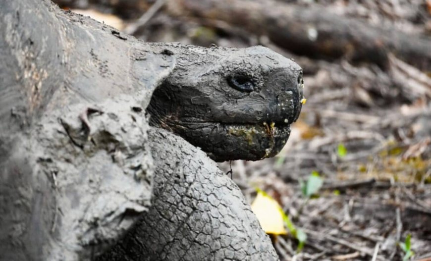 A Giant Tortoise Thought Extinct for 113 Years Was Found Alive on a Volcanic Island Against All Expectations