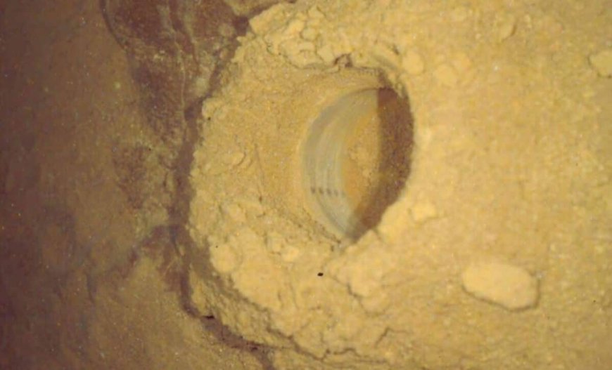 NASA’s Curiosity Reveals Fresh Evidence That Strengthens the Argument for Ancient Life on Mars