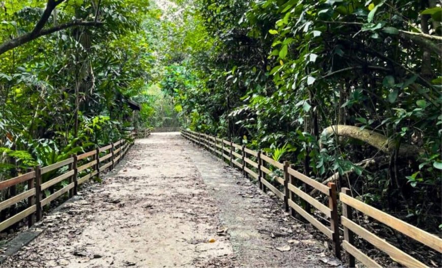 Vanished Since the ’80s, a Zebra-Striped Bird with a Wild Crest Just Made a Dramatic Comeback