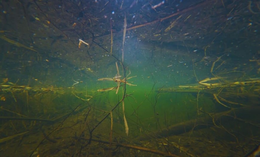 A Powerful Earthquake Gave Birth to a Beautiful, Eerie Submerged Forest!