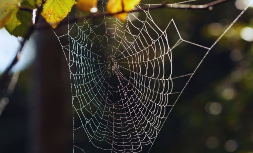 Two Never-Before-Seen Eyeless Spiders Found on a Remote Island