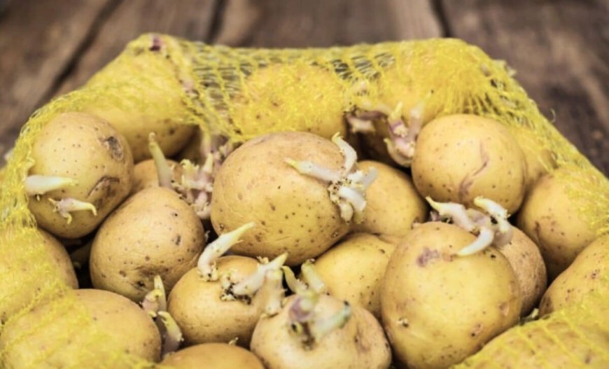 Can You Safely Eat Sprouted Potatoes? Here’s What Food Safety Experts Actually Say