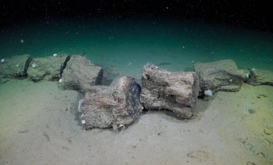 Deep Below Argentina’s Coast, Researchers Filmed Coral Cities, Rare Sea Ghost, and Something Out of Place