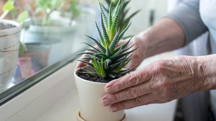 Common household plant could hold key to fighting Alzheimer's disease