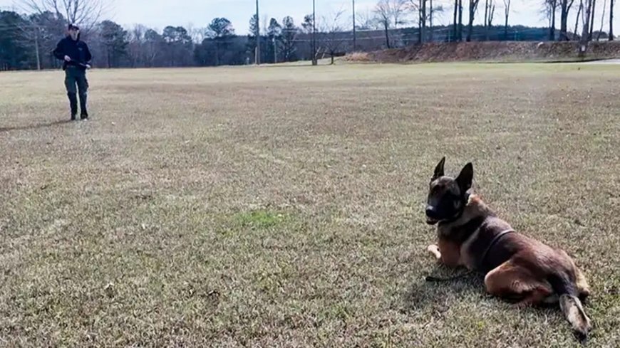 K-9 hit by vehicle during bank robbery chase keeps going and helps capture suspect