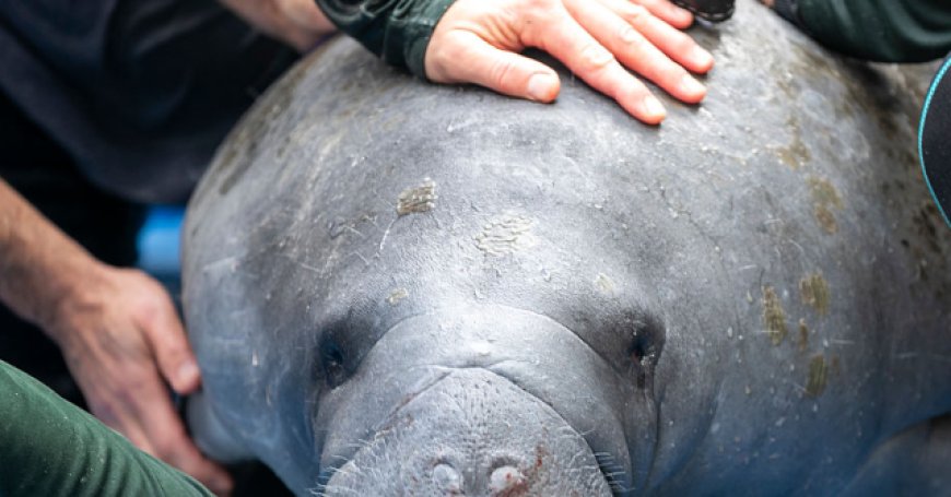 WATCH: Floridians Dig Up Street to Rescue 400 Pound Manatee Trapped in Storm Drain