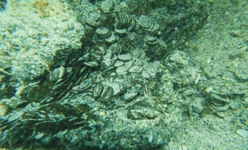 Hidden for 1,600 Years, a Diver Accidentally Found 50,000 Roman Coins Beneath the Seafloor
