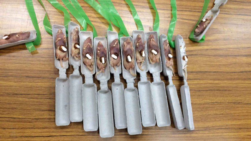 Alert in the forests: the unusual US plan to release 2,000 mice with paracetamol to curb a deadly plague