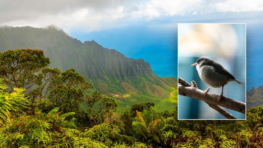 Popular honeymoon destination faces avian malaria threat, spread by mosquitoes