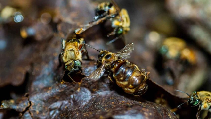 For the first time in global legal history, a country has recognized the legal rights of insects, and it is the stingless bees of the Peruvian Amazon that are taking the first step toward a new model of coexistence between nature and the law