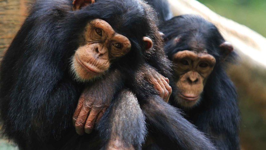 Chimpanzees apply medicinal plants to their wounds… and also help others