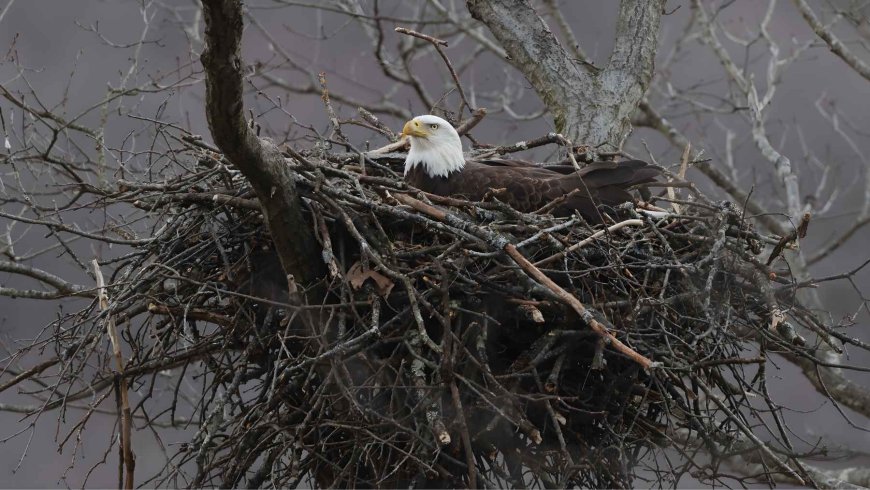 He created a lake to raise fish and installed cameras to monitor them, but ended up attracting eagles, deer, and owls to one of the continent’s most unexpected wildlife sanctuaries