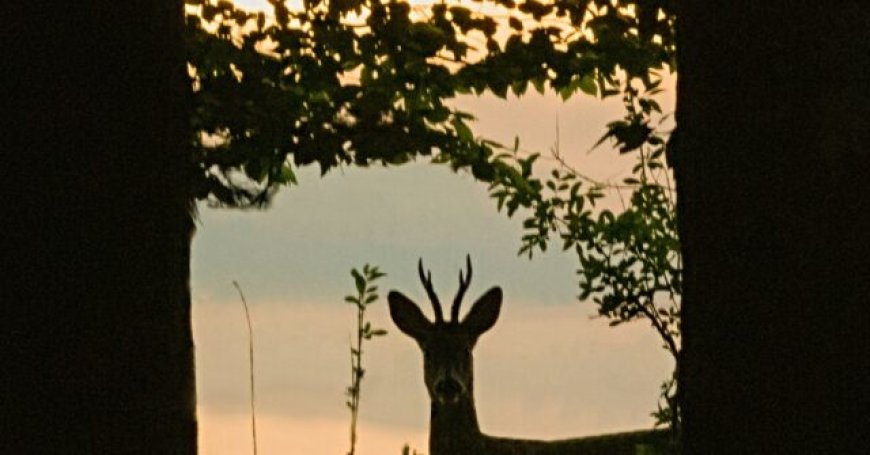 Baltimore to Use Sharpshooters with Night Vision to Purge Deer