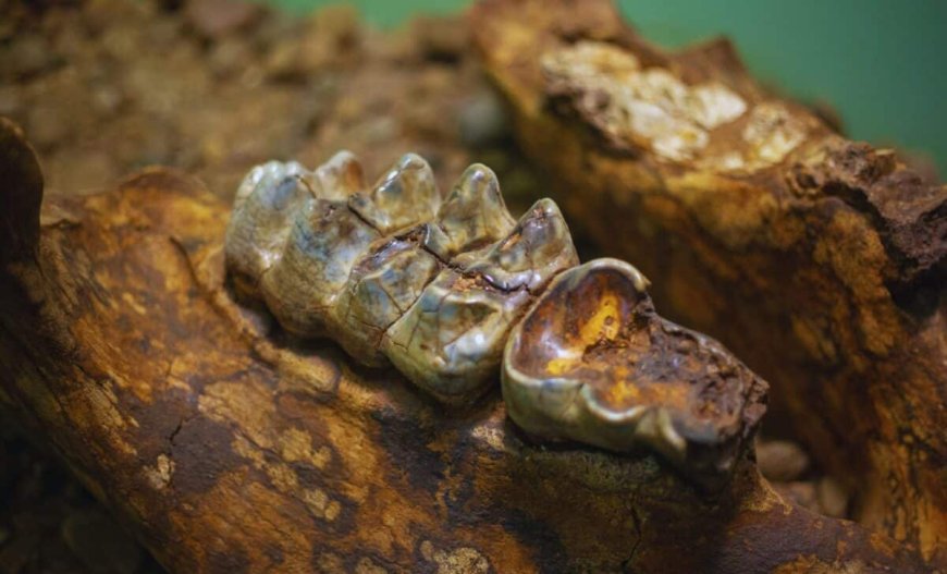 This Mysterious Jawbone Found in Taiwan Waters Isn’t Human or Neanderthal, It’s From a Different Ancestor
