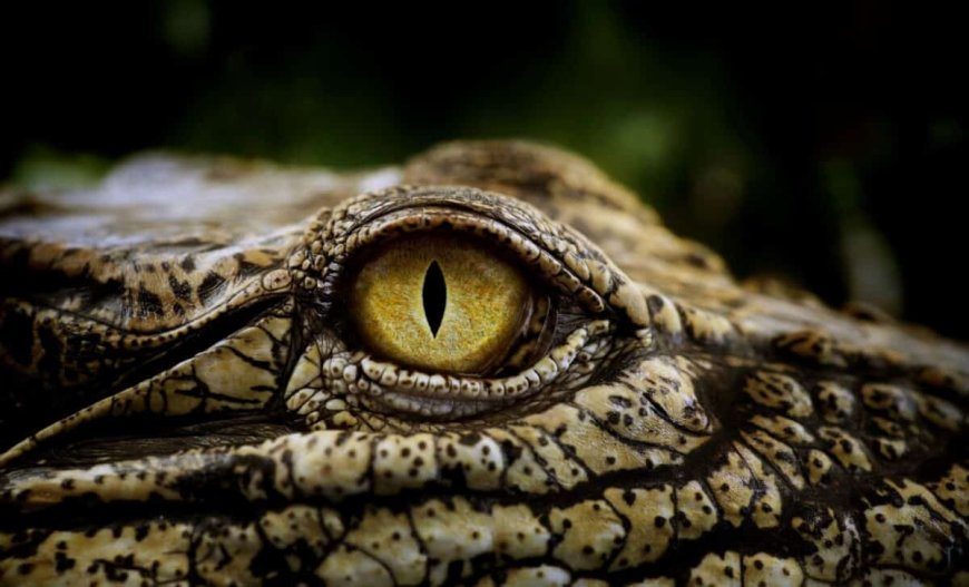 Scientists Find Prehistoric Reptile Skin Preserved in Stone, Dating Back Nearly 300 Million Years