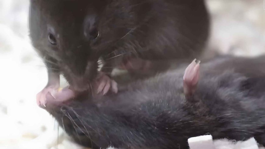 Never-before-documented behavior: mice attempt to rescue their companions with actions similar to CPR