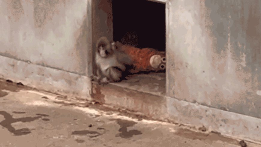 Orphaned baby monkey finds comfort in stuffed animal after being abandoned by mother at birth