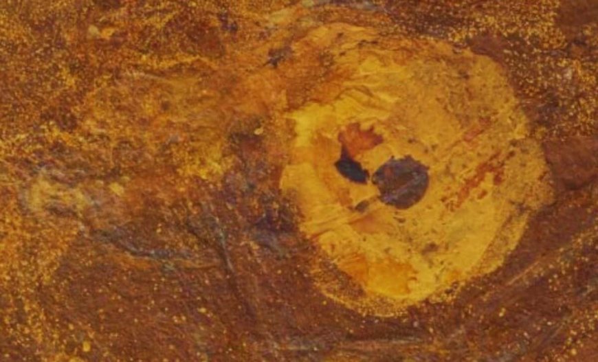 This Australian Fossil is So Well-Preserved, Scientists Can Even See What the Fish Ate!