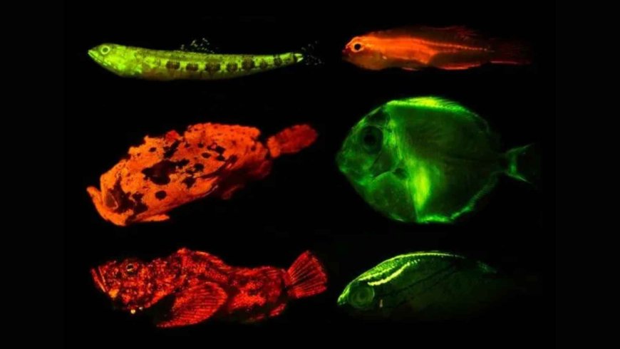 Hundreds of marine fish have been glowing underwater for centuries… and no one had noticed