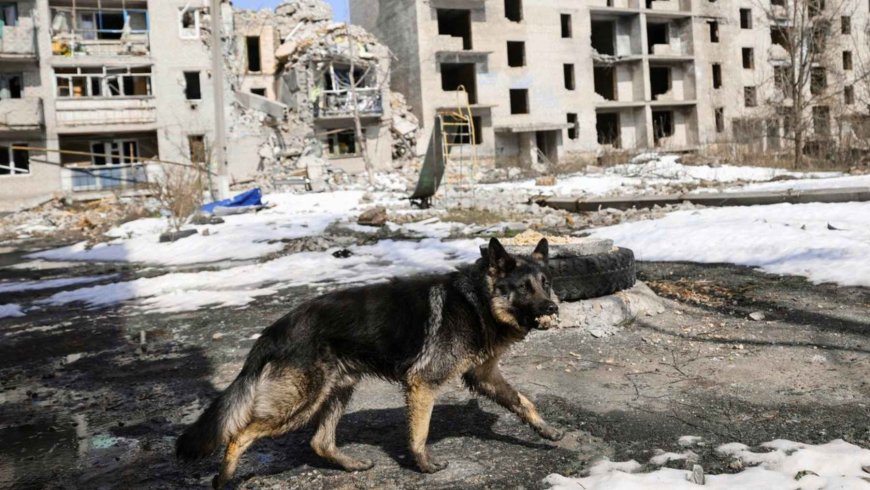 Scientists analyze 763 dogs in nine regions of Ukraine and discover that the front is “producing” wolf-like dogs in a matter of months, claiming that this is natural selection, not genetic magic