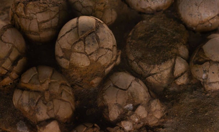 Scientists Used a Giant Accelerator to See Inside Dinosaur Eggs, The Embryos Are Still Perfectly Preserved